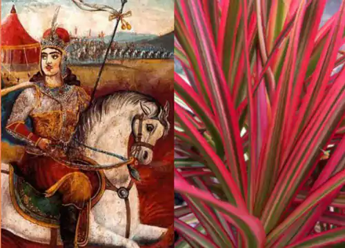 سوگ سیاوش، نمادی همیشگی و تاثیرگذار در فرهنگ ایران 3 گیاه خون سیاوشان-سوگ سیاوش
