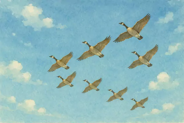 داستان کوتاه مرغابی ها